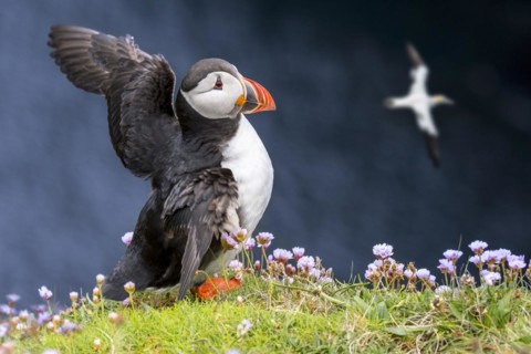 Atlantic puffin