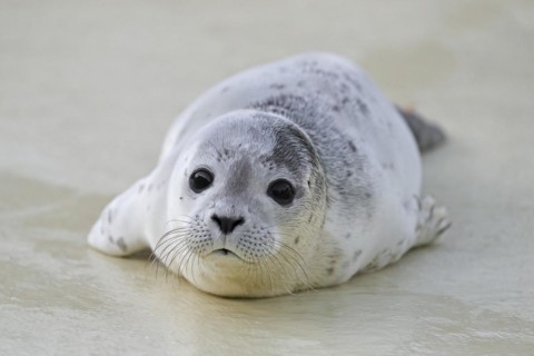 Orphaned common seal