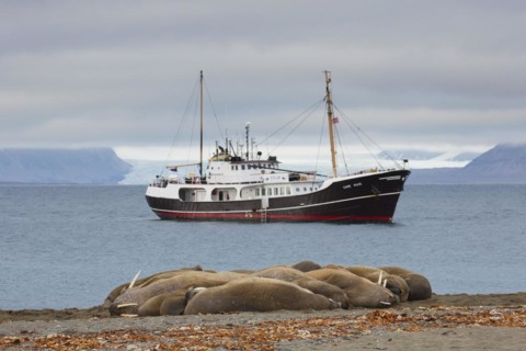 Group of walruses