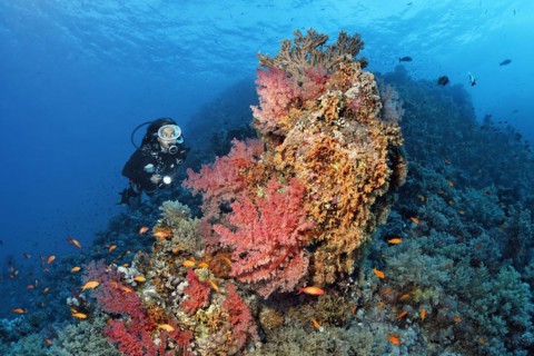 Diver looking at coral block on coral reef