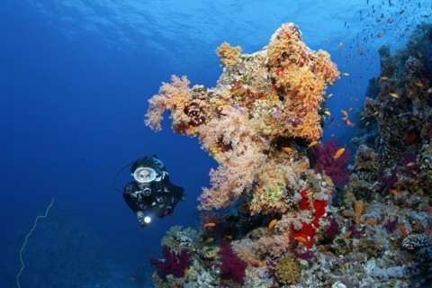 Diver looking at coral block on coral reef