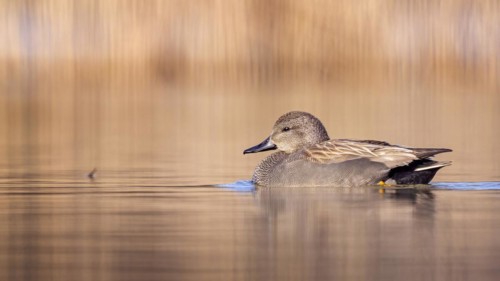 Gadwall