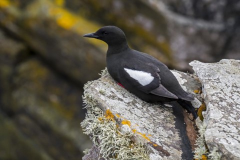 Black guillemot