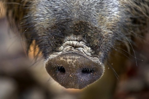 Wild boar