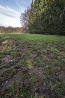 Ruined grassland
