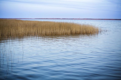 Reed grass standing on the waterfront in the harbour of Wieck am Darss shortly after sunset. Wieck