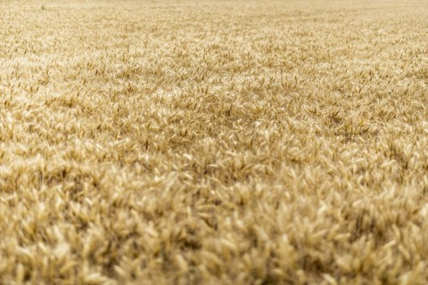 Triticale in a field