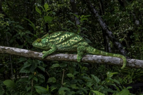 An adult female Parsons chameleon
