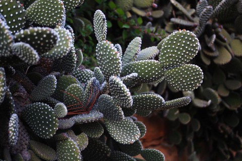 Pallanca exotic garden
