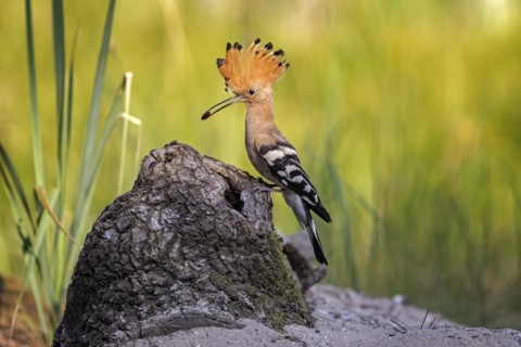 Hoopoe