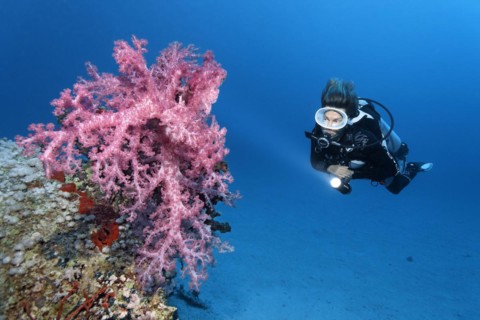 Diver