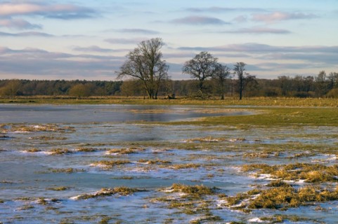 Iced Wuemmewiesen in Fischerhude