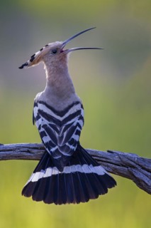 Hoopoe