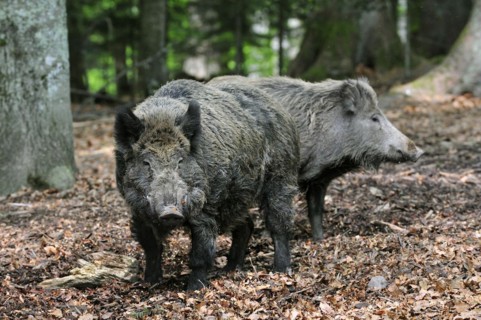 Portrait of two Wild boars