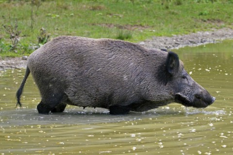 Wild boar