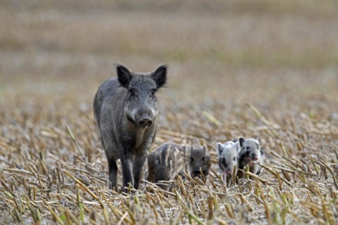 Wild boar