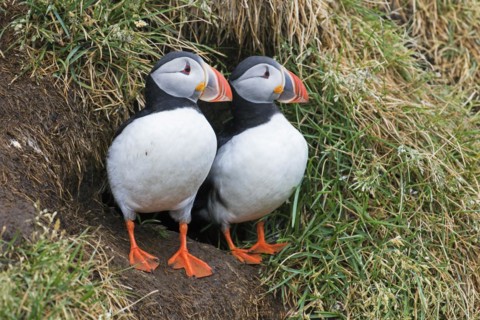Atlantic puffins