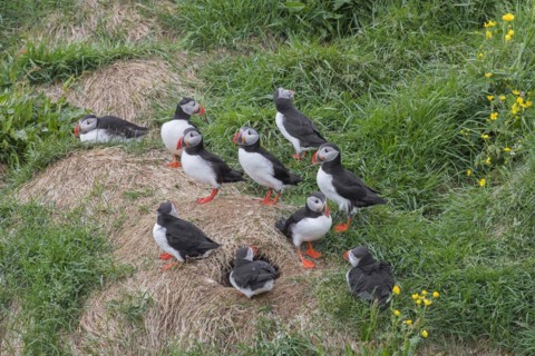 Atlantic puffins