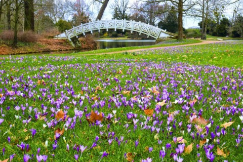 Crocus meadow
