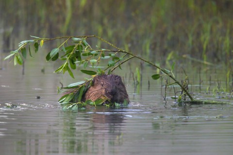 Eurasian beaver