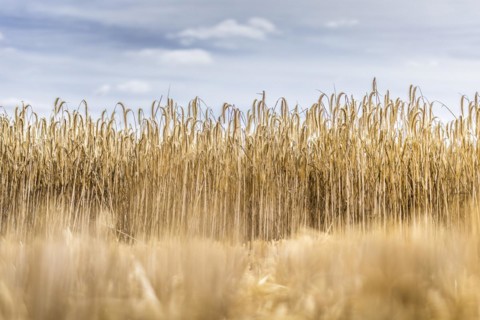 Barley in a field