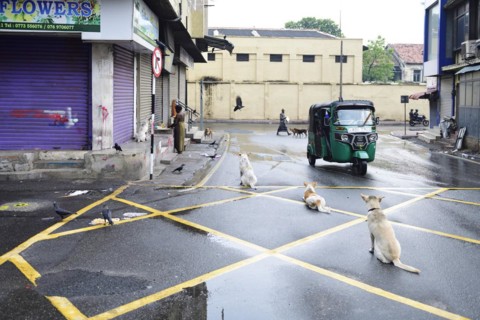 Tuktuk and stray dogs in Colombo