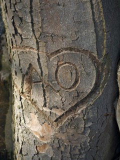 Notches in a tree in Knoops Park