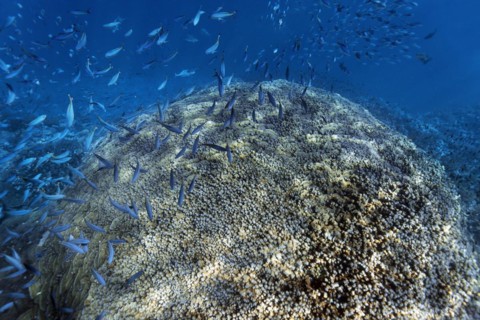 Acropora coral