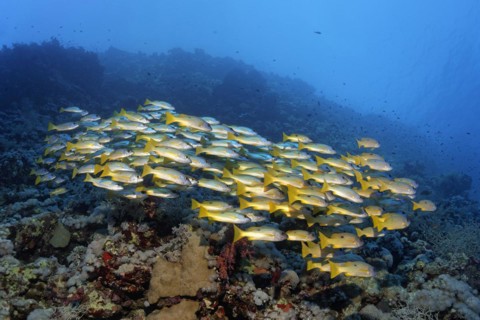Shoal of fish