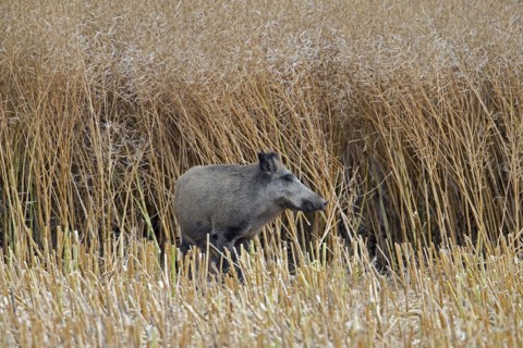 Solitary wild boar