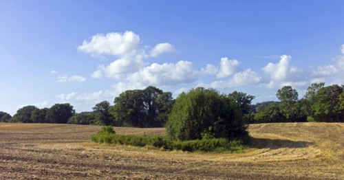 Harvested grain field with silted-up pond
