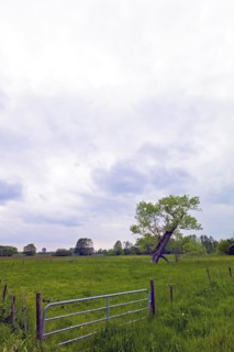 Poplar in a meadow in Fischerhude
