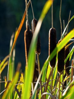 Lesser bulrush