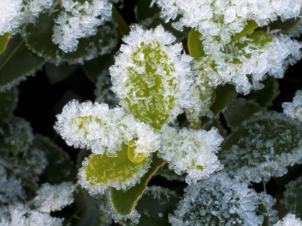 Hoarfrost on a box tree