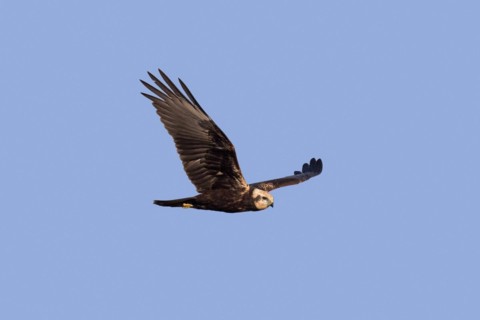 Eurasian marsh harrier