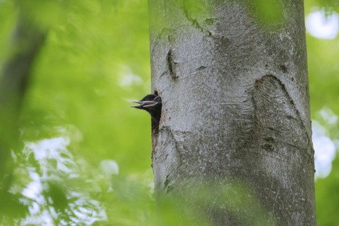 Black woodpecker