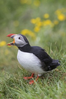 Atlantic puffin