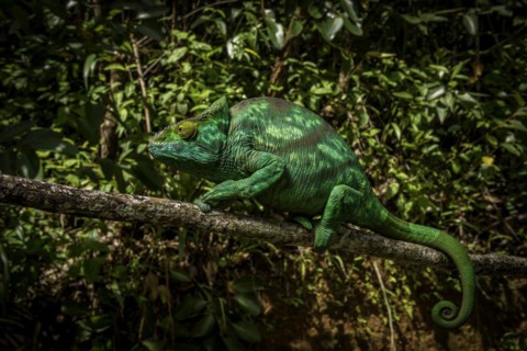 A female parson chameleon