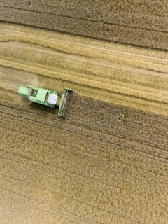 Grain harvest