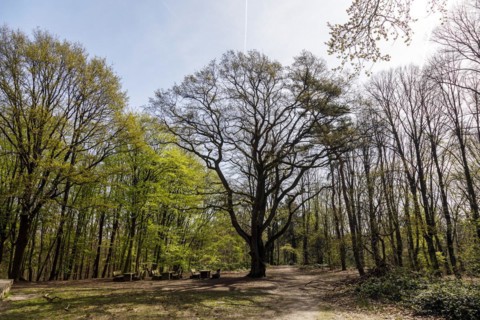Wilhelmshoehe in the Hoher bush forest