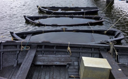 Rowing boats submerged in the harbour of Thiessow
