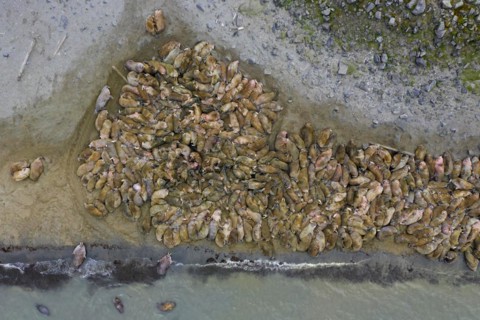 Aerial view over herd of walruses