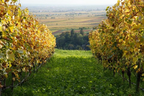 Vineyard