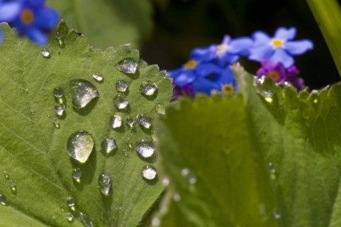Ladys mantle with water drop