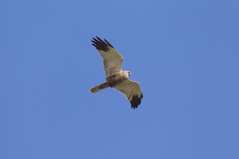 Western Marsh-harrier