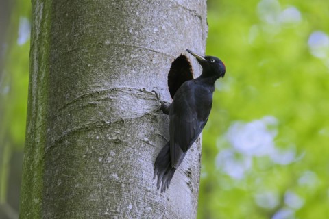 Black woodpecker