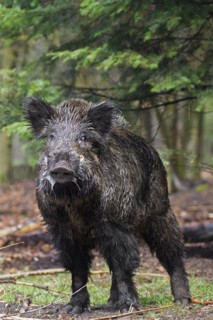 Wild boar
