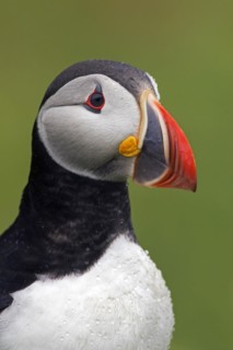 Atlantic puffin