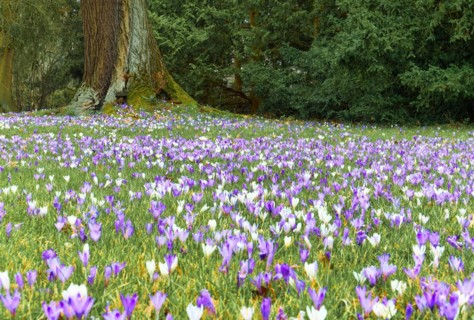Crocus meadow