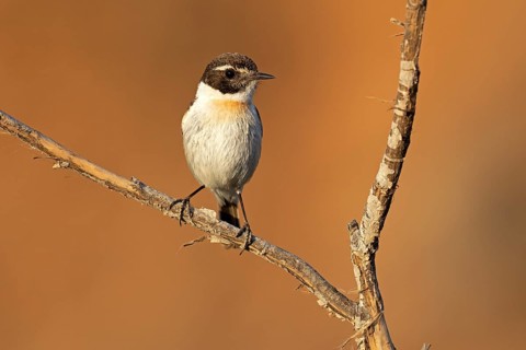 Canary islands stonechat